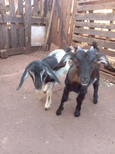 Cabras filhote fêmeas 350 cada