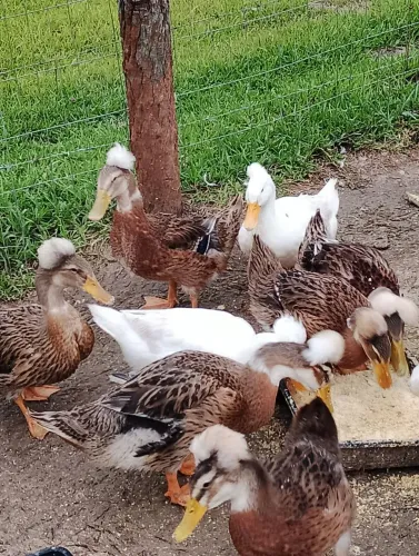 Casal de Marrecos com Topetes 