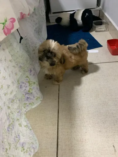 Cachorro Shitzu 