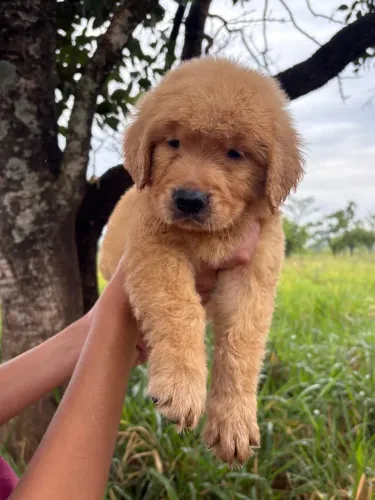 Golden retriever filhotes com 48 dias