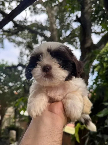 Filhote shihtzu pedigree