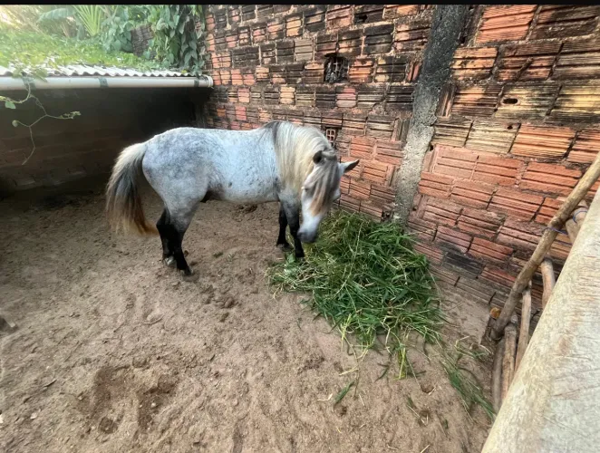 Ponei garanhão 