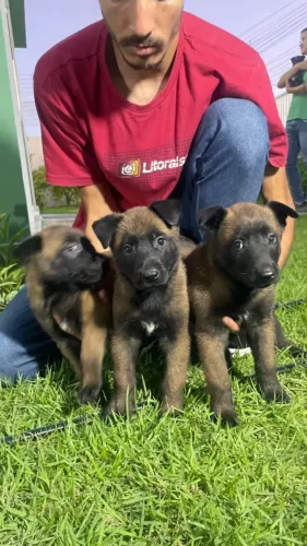 Cão Pastor Belga Malinois à venda