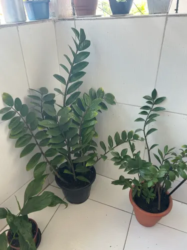 Plantas diversas 