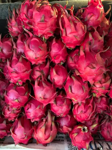 Pitaya polpa roxa 