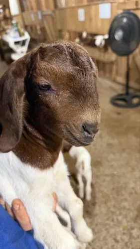 Boer