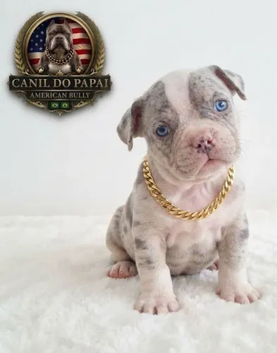 American bully a partir de 1999
