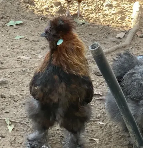 Sedosa do Japão (galo)