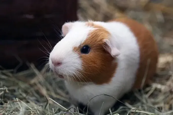 Porquinho da índia
