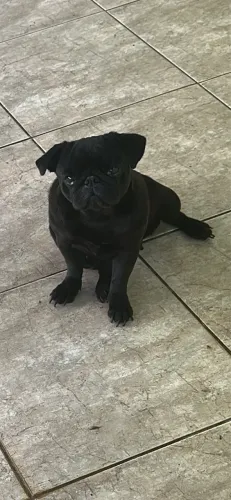 Pug fêmea 