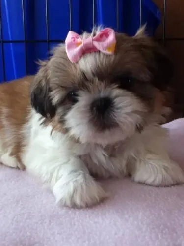 Maravilhosa fêmea de shihtzu 