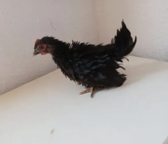 Pintinho frizado(rupiado) garlinze
