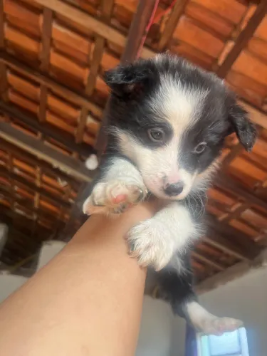 Vendo cachorro Border collie