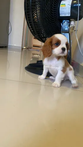 Cavalier fêmea e machinho 
