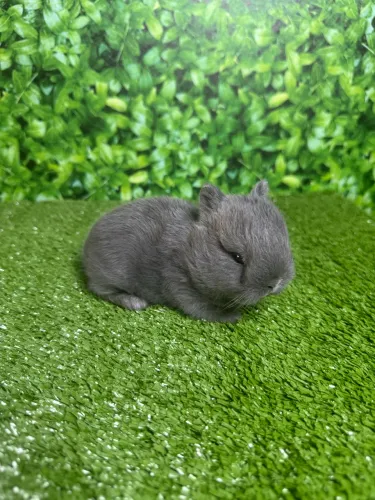 Mini Coelho Anão netherland dwarf 