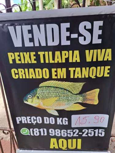 TILAPIAS VIVAS 