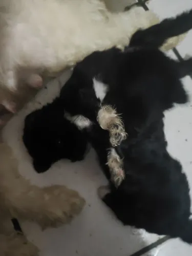 Cachorro Poodle