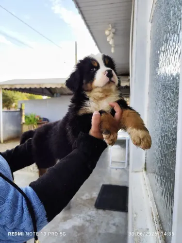 Vendo bernese