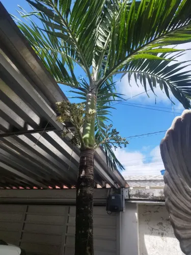 PALMEIRA 2,30 metros de altura linda e com boa Terra, por apenas 250 reais.
