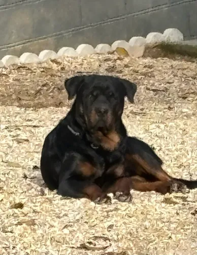Rottweiler macho 