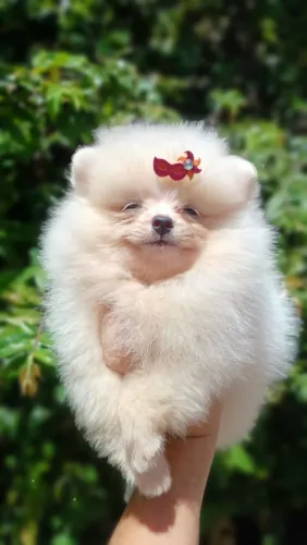 Lulu da Pomerânia