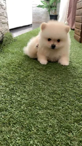 Spitz Alemão lindo