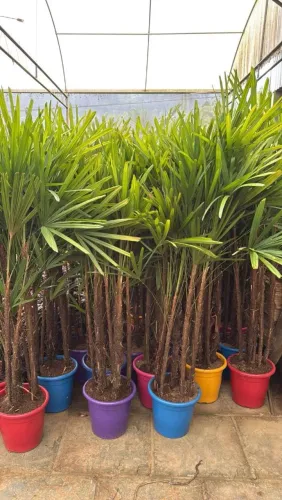 Plantaspara jardim-ENTREGAMOS