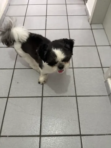 Shih Tzu