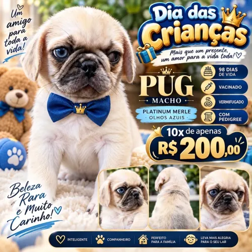 Pug Macho