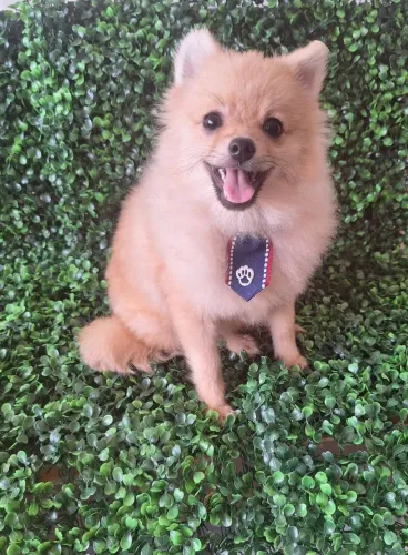 VENDO FILHOTE DE SPITZ ALEMÃO (MACHO)POSSO AVALIAR TROCAS DO MEU INTERESSE!