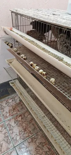 Ovos de codorna gigante galados