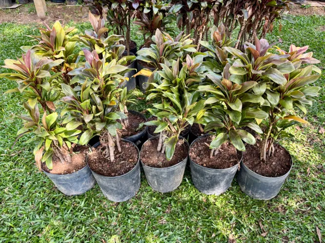 Dracena baby