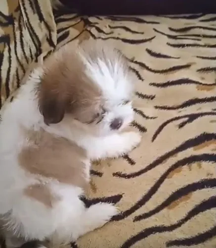 Cachorros Shih Tzu