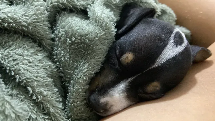 Vendo filhote de pinscher 1 fêmea
