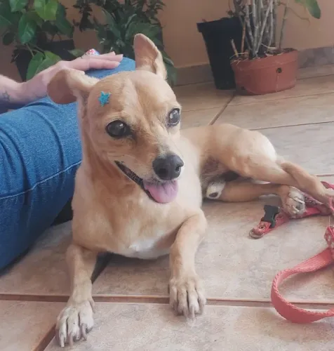 Cachorro para doação