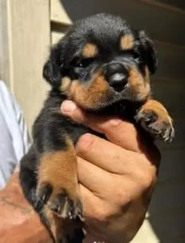 Filhote Rottweiler femea porte grande Disponível para Reserva