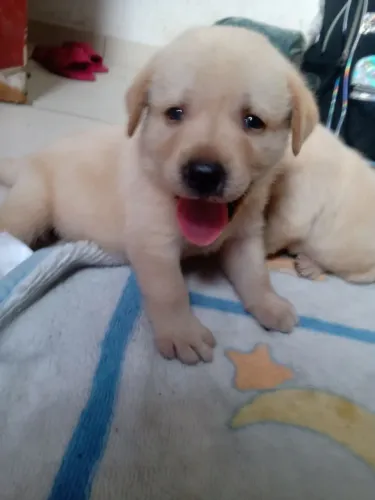 Filhote de labrador 