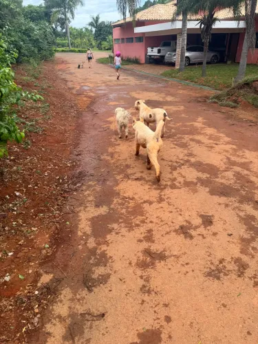 Jandineiro com experiência e referencia