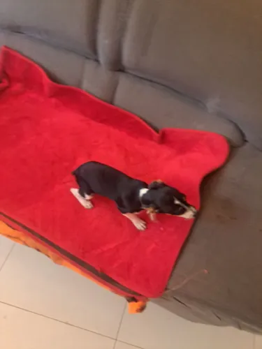 Vendo pinscher macho número 1