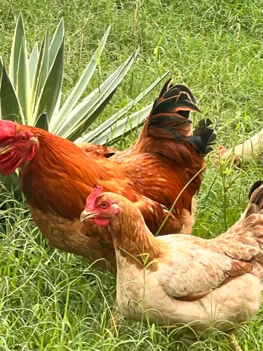 Galo e galinha caipirao
