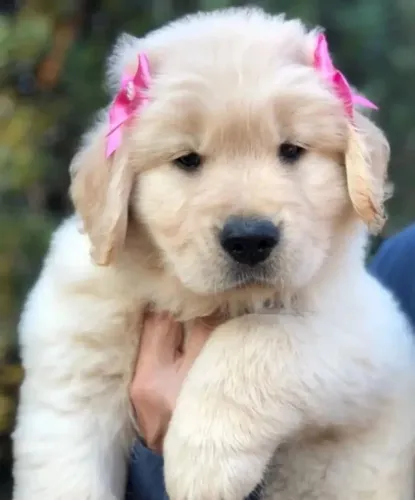 Golden Retriever Um olhar desses não se esquece nunca