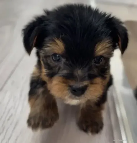 Filhote de cachorro Yorkshire/York brincalhões e super companheiros