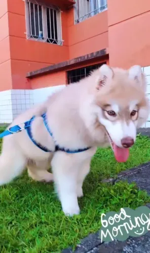 Husky macho