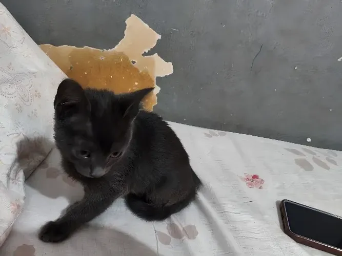 Doação de gato de 3 meses