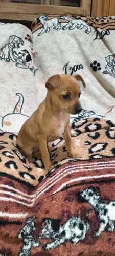 Pinscher 