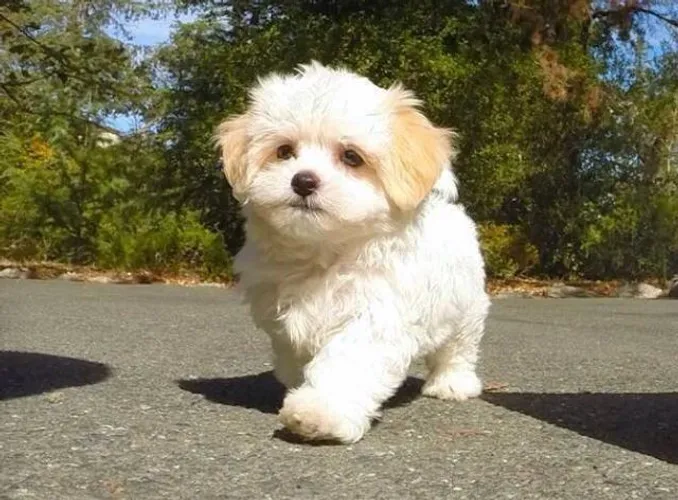 Poodle, fêmeas e machinhos vacinados e vermifugados, com garantias em contrato.