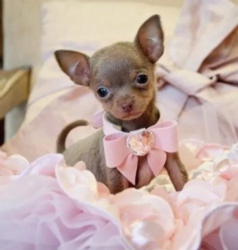 Seu bb de quatro patas Chihuahua!!!