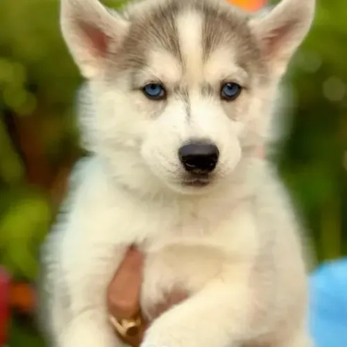 Filhotes de Husky Siberino | Seu lar mais feliz com eles.