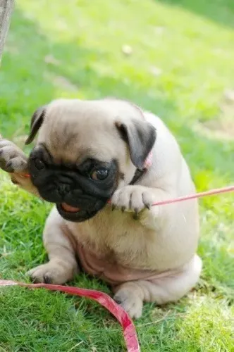 Filhote Pug disponível afiando os dentinhos 