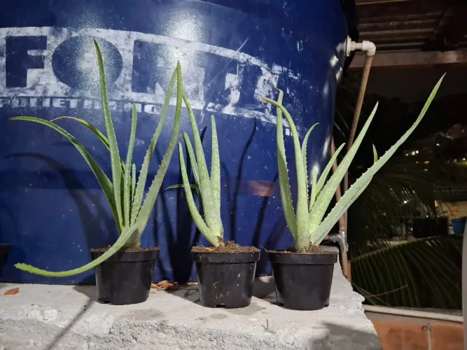 Muda de babosa -Aloe vera
